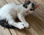 Кошки в Москве: Котенок Гаичка Девочка, Бесплатно - фото 3