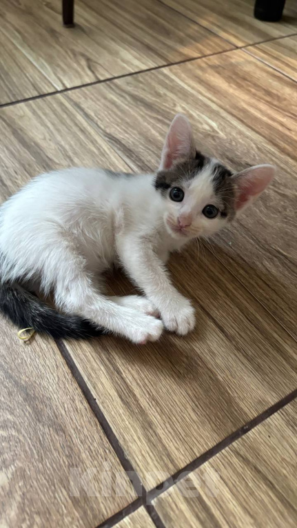 Кошки в Москве: Котенок Гаичка Девочка, Бесплатно - фото 3