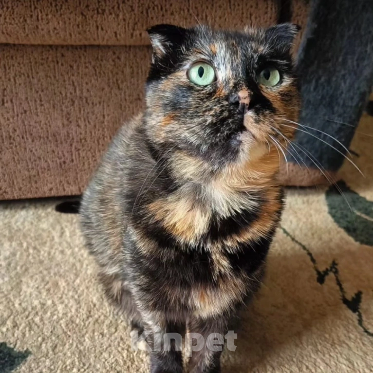 Кошки в Москве: Брошенная Чапа в добрые руки  Девочка, Бесплатно - фото 2