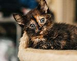 Кошки в Краснодаре: Котятки в добрые ручки Девочка, Бесплатно - фото 8