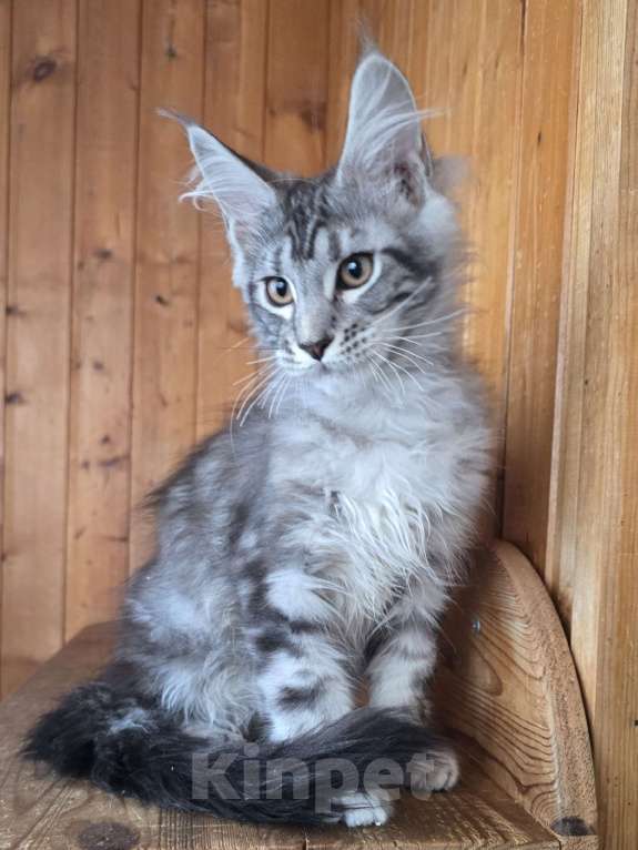 Кошки в Москве: Котенок 3 Мальчик, 60 000 руб. - фото 4