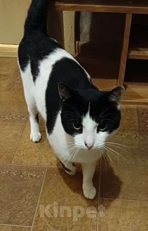 Кошки в Смоленске: Найден кот. Ищу добрые руки  Мальчик, Бесплатно - фото 4