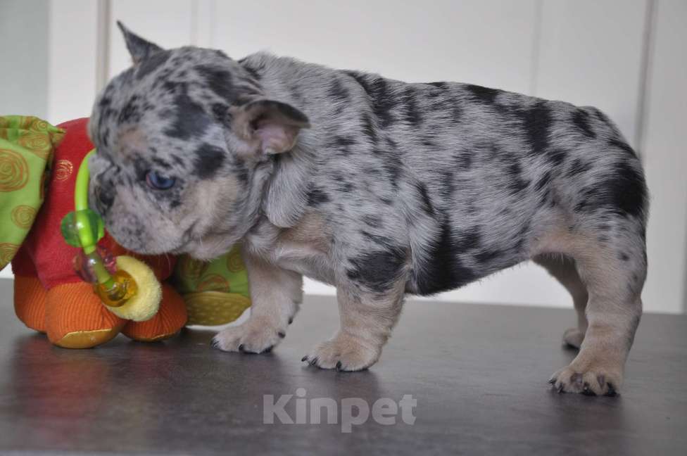 Собаки в Москве: Голубой мерле Девочка, 80 000 руб. - фото 4