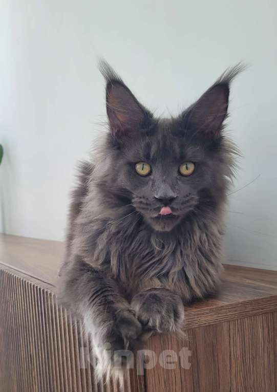 Кошки в Москве: Мейн-кун котенок Девочка, 60 000 руб. - фото 6