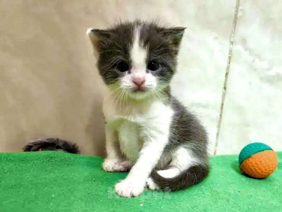 Кошки в Москве: ТРИ КОТА ж - котята в добрые руки Девочка, Бесплатно - фото 1
