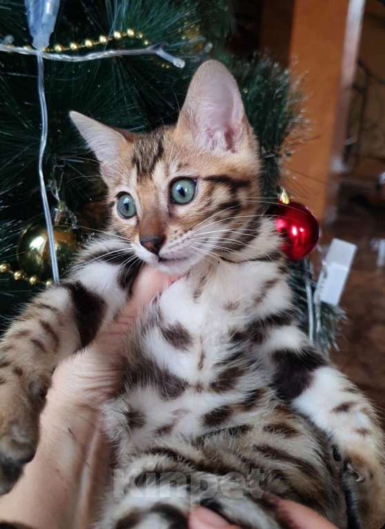 Кошки в Москве: Бенгальская девочка  Девочка, 60 000 руб. - фото 2