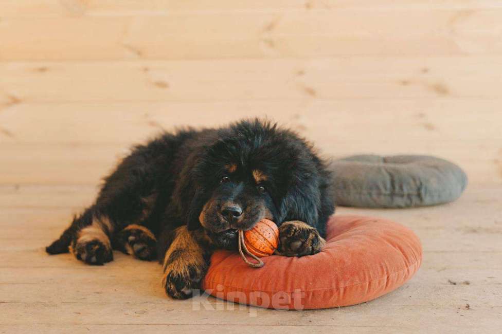 Собаки в других городах Тверской области: Щенки тибетского мастифа Девочка, Бесплатно - фото 5