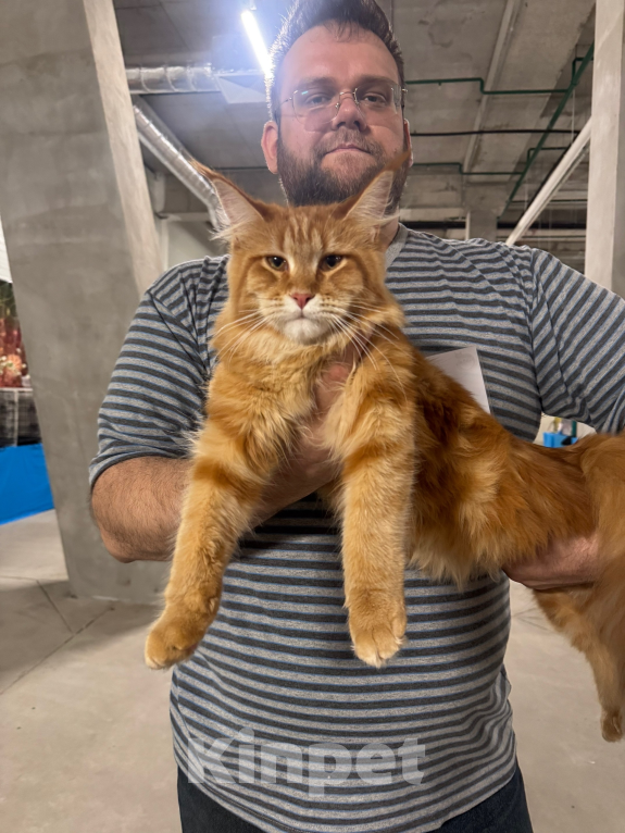 Кошки в Москве: Котенок мейн-кун, девочка Девочка, 70 000 руб. - фото 9