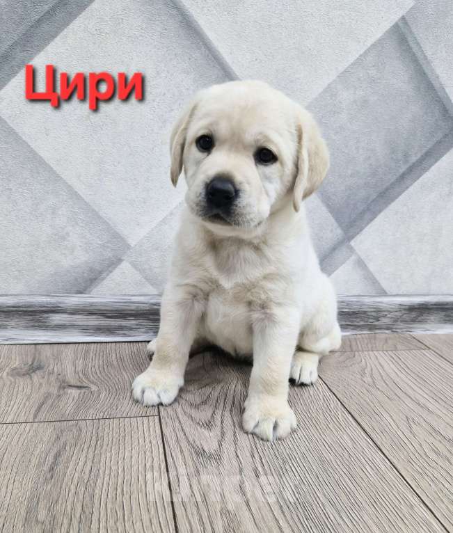 Собаки в Новокузнецке: Щенки Лабрадора РКФ Девочка, 60 000 руб. - фото 1