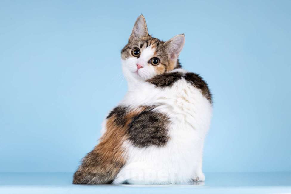 Кошки в Москве: Котята редких окрасов в добрые руки Мальчик, 1 руб. - фото 4