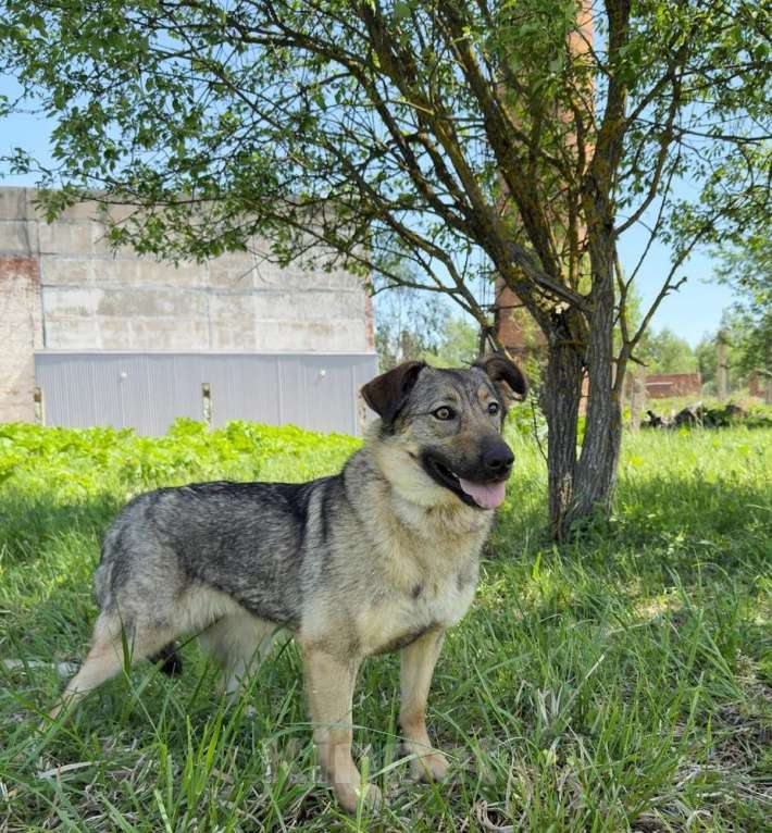 Собаки в Москве: Небольшая собака Берли в приюте Девочка, 1 руб. - фото 3