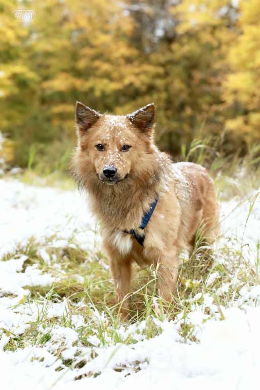 Собаки в Москве: Лёвушка в поиске надежного плеча Мальчик, Бесплатно - фото 6