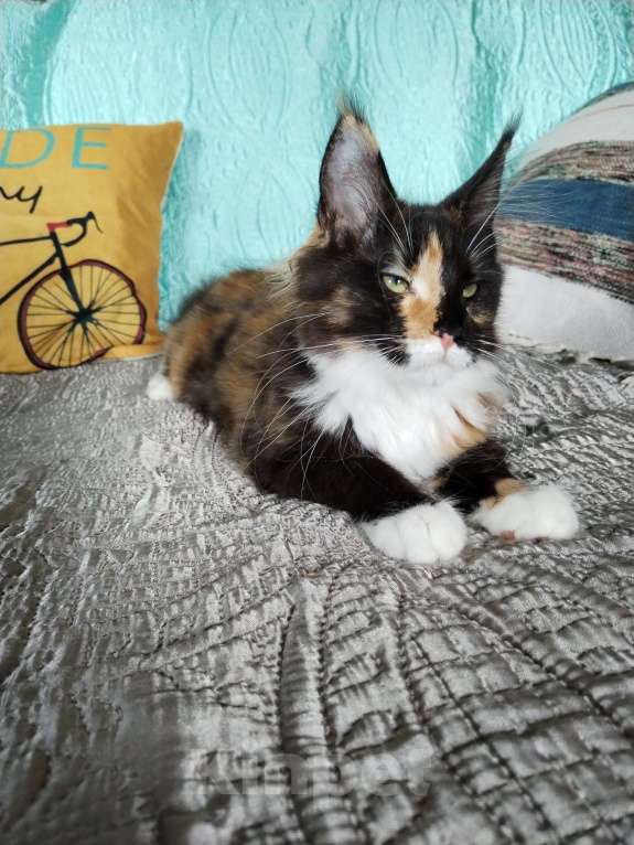 Кошки в Петрозаводске: Котята мейн-кун  Девочка, Бесплатно - фото 9