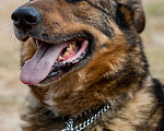 Собаки в Москве: Валик. Особенный пес для особенного человека Мальчик, Бесплатно - фото 2
