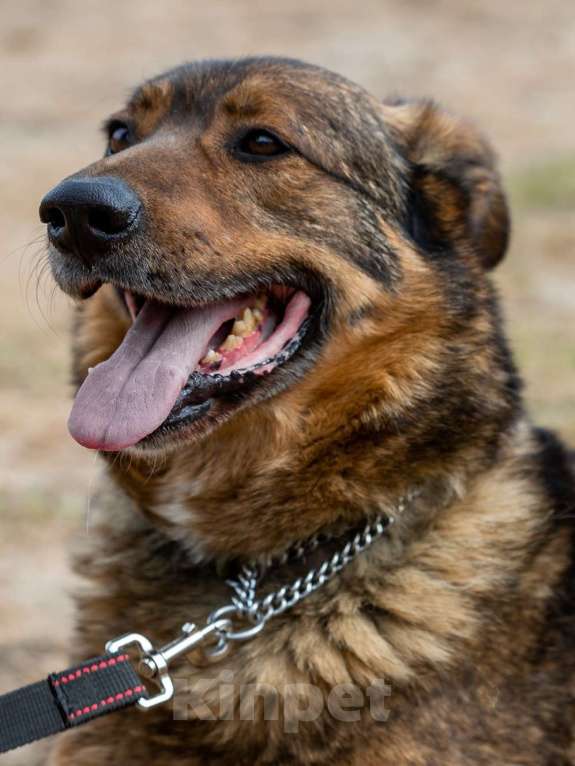 Собаки в Москве: Валик. Особенный пес для особенного человека Мальчик, Бесплатно - фото 2