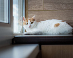 Кошки в Москве: Кошечка в добрые руки Девочка, Бесплатно - фото 6