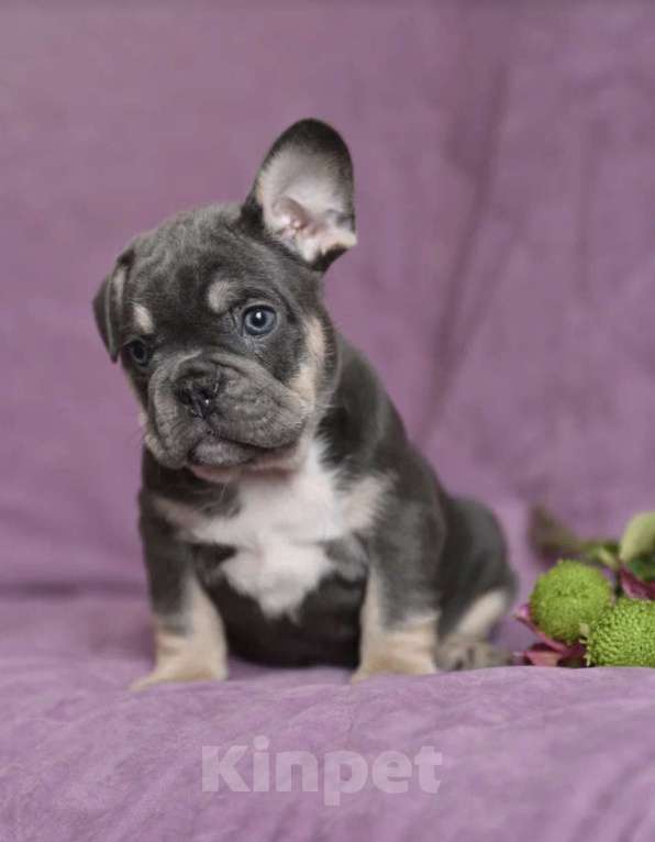 Собаки в других городах Воронежской области: Щенок французского бульдога Мальчик, 55 000 руб. - фото 6