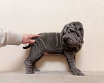 Собаки в Омске: Шарпей щенок Мальчик, Бесплатно - фото 3