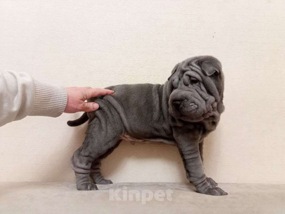 Собаки в Омске: Шарпей щенок Мальчик, Бесплатно - фото 3