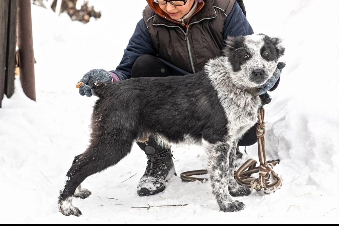 Собаки в Москве: Туркменский алабай девочка Девочка, 25 000 руб. - фото 1