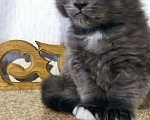 Кошки в Советске (Калининградская область): Котята мейн-кун, 35 000 руб. - фото 2