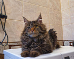 Кошки в Перевозе: Кот Мейн-кун, 5 000 руб. - фото 5
