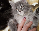 Кошки в Батайске: Котята Мейн Куна., 10 руб. - фото 1