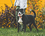 Собаки в Подольске: Одинокий приютский пес Пушок хочет найти хозяев! Мальчик, Бесплатно - фото 4