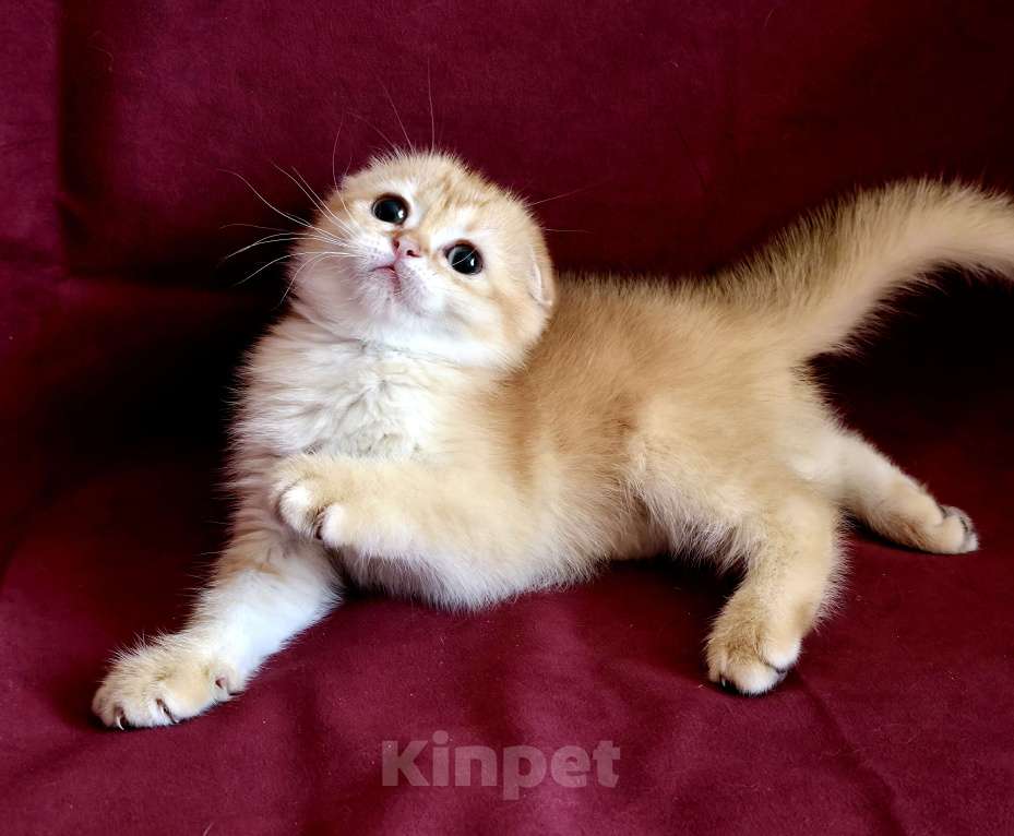 Кошки в Калуге: Queen SFS by 12 Девочка, Бесплатно - фото 5