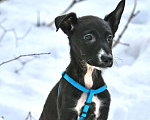 Собаки в Чехове: Чудесная Рада в добрые руки Девочка, Бесплатно - фото 4