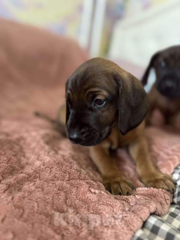 Собаки в Санкт-Петербурге: Щенок редкой породы Баварской горной гончей Мальчик, 80 000 руб. - фото 5