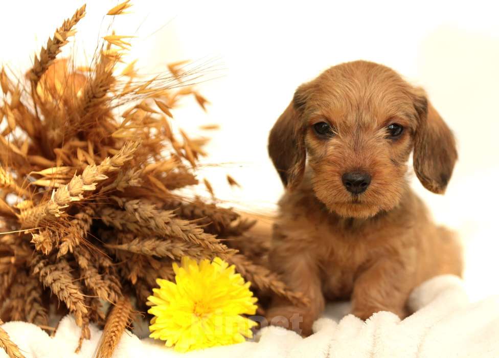 Собаки в Санкт-Петербурге: Потрясающие таксята. Питомник РКФ Мальчик, 45 000 руб. - фото 1