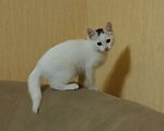 Кошки в Пятигорске: Отдам в добрые ручки Девочка, 1 руб. - фото 1