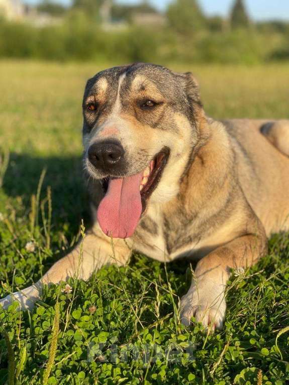 Собаки в Владимире: Алабай в добрые руки Девочка, Бесплатно - фото 2