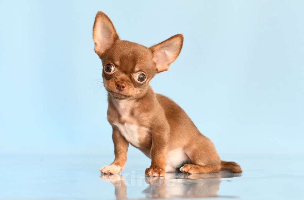 Собаки в Раменском: Арик Мальчик, 55 000 руб. - фото 3