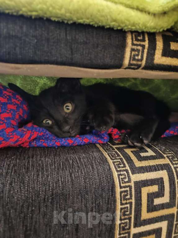 Кошки в Санкт-Петербурге: Хочу к добрым и любящим хозяевам Мальчик, 1 руб. - фото 2