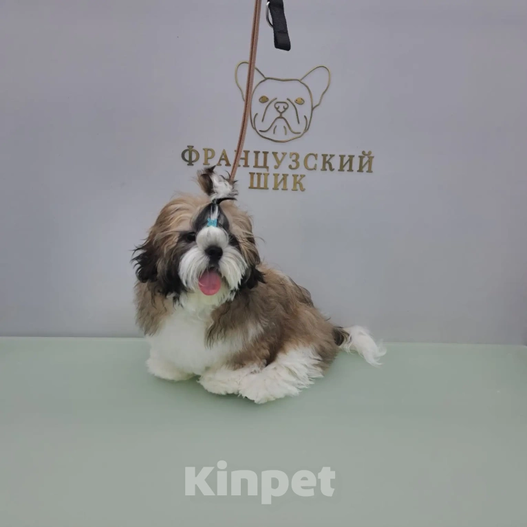 Собаки в других городах Московской области: Мальчик ши-тцу Арчи (Archibald Lion Heart ) Мальчик, 65 000 руб. - фото 2