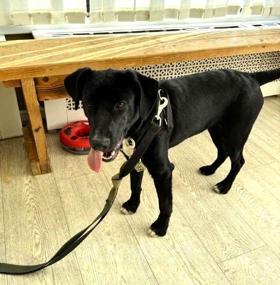 Собаки в Москве: Щенок бесплатно в Москве Мальчик, Бесплатно - фото 9