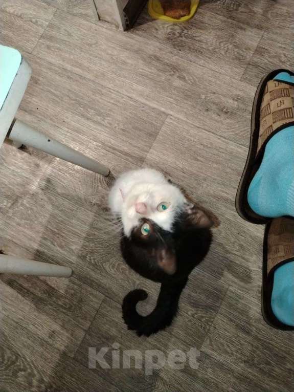 Кошки в Нижнем Новгороде: Пропал кот Мальчик, 1 руб. - фото 2