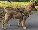 Собаки в Москве: Щенок Рэй ищет дом Мальчик, Бесплатно - фото 8