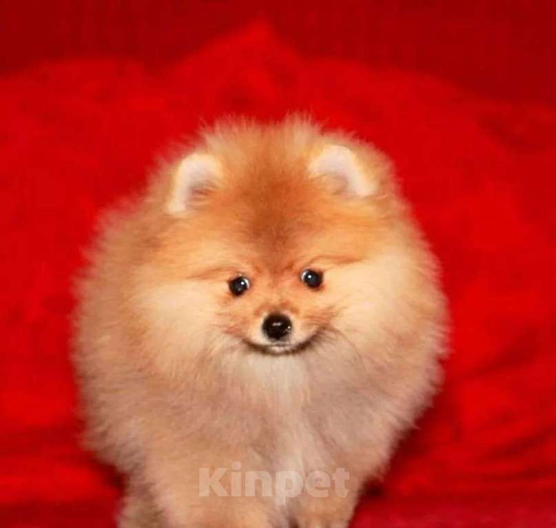 Собаки в Самаре: Мини шпицы, 1 руб. - фото 5