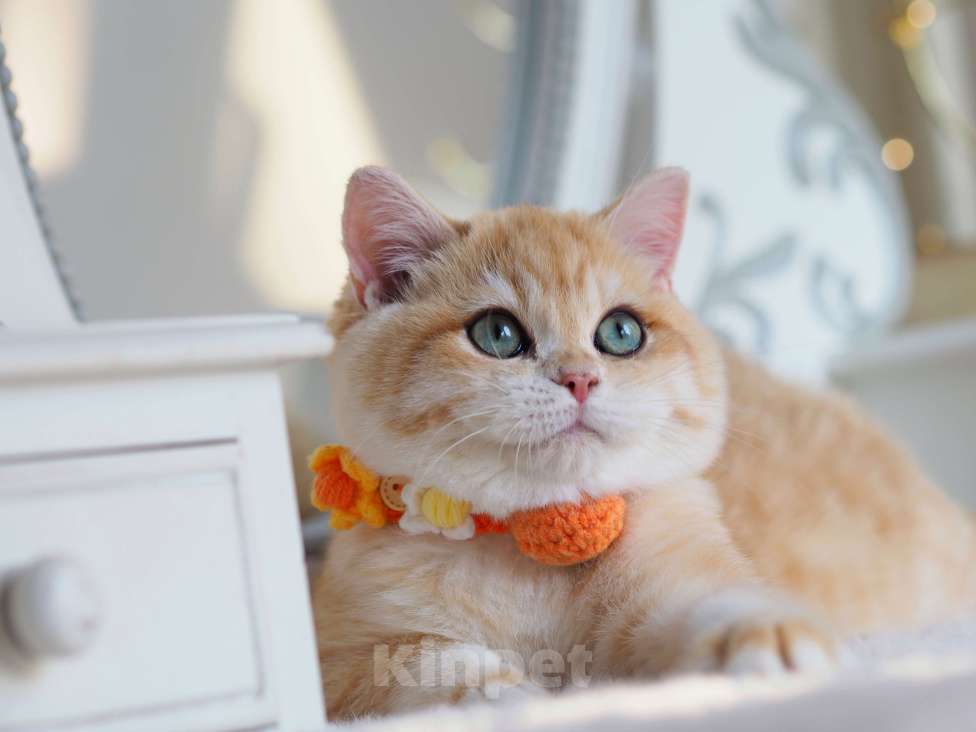 Кошки в Москве: Британский котёнок Дон Жуан Мальчик, 120 000 руб. - фото 5