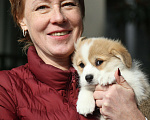 Собаки в Сочи: Великолепные щенки вельш корги пемброк Мальчик, 60 000 руб. - фото 7