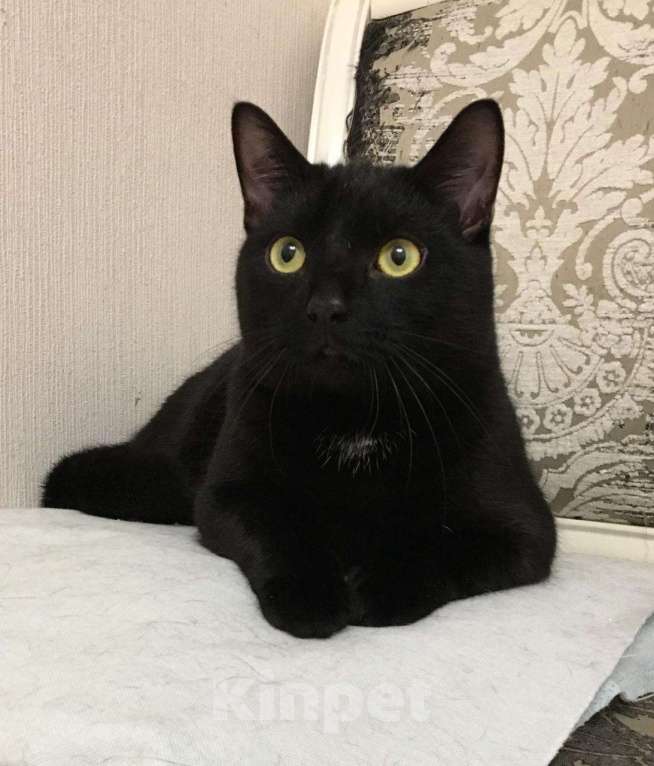 Кошки в Санкт-Петербурге: Молодой ласковый котик Мальчик, Бесплатно - фото 5