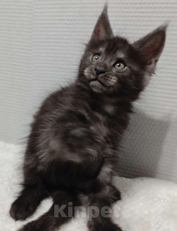 Кошки в Туле: Мейн-кун мальчик  Мальчик, 40 000 руб. - фото 3