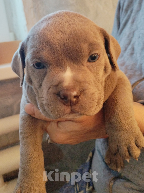 Собаки в Москве: Американский булли Мальчик, Бесплатно - фото 3