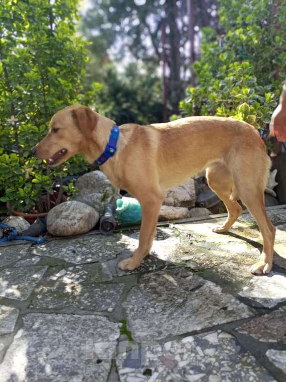 Собаки в Москве: Собачка ждёт своего друга Девочка, Бесплатно - фото 5