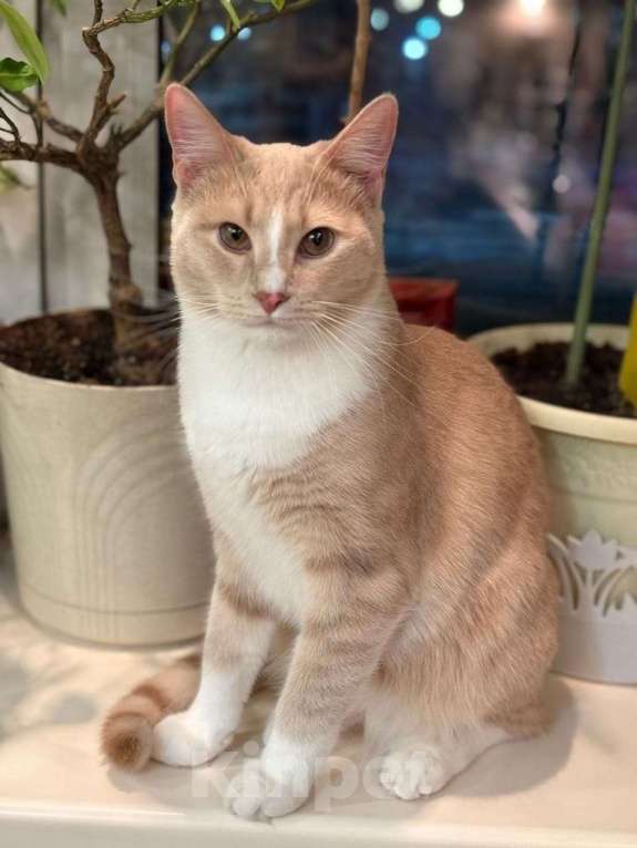 Кошки в Москве: Котик Персик в добрые руки  Мальчик, Бесплатно - фото 4