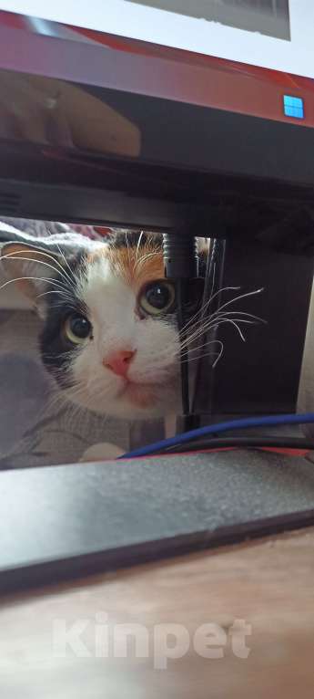 Кошки в Екатеринбурге: Дашка Девочка, Бесплатно - фото 6