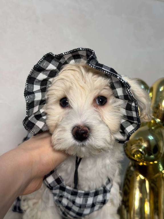 Собаки в Красногорске: Мальтипу девочка Девочка, 100 000 руб. - фото 2